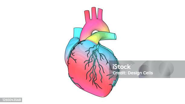Human Heart Beat Anatomy Animation Rainbow Texture In The Heart Model Stock  Photo - Download Image Now - iStock