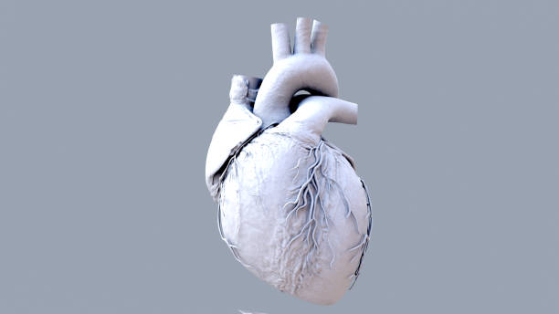 istock Human Heart beat Anatomy animation. 1265043588