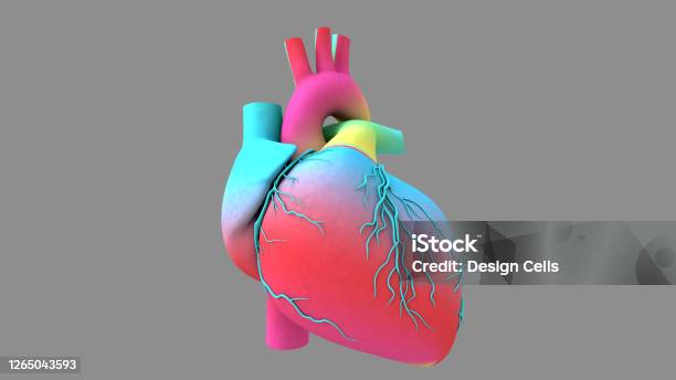 Human Heart Beat Anatomy Animation Rainbow Texture In The Heart Model Stock  Photo - Download Image Now - iStock
