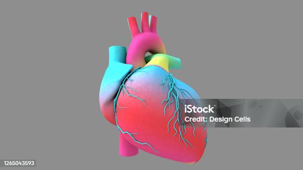 Human Heart Beat Anatomy Animation Rainbow Texture In The Heart Model Stock Photo - Download Image Now - iStock Human Heart Beat Anatomy Animation Rainbow Texture In The Heart Model Stock Photo - Download Image Now - iStock