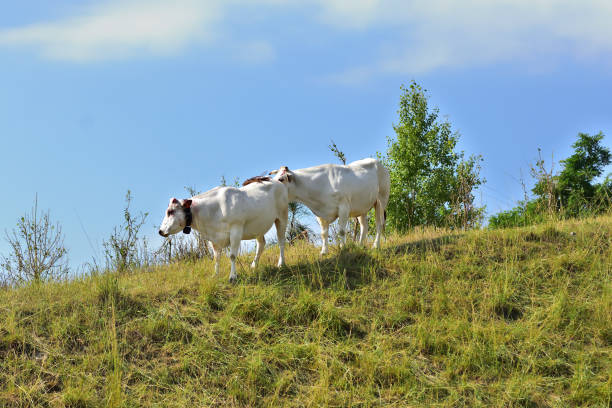 Meetings with quadrupeds on the Ligurian hills.