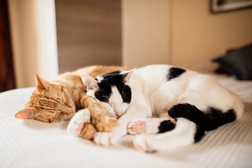 Two cats, one of them a ginger cat and the other a black and white colored cat, lying on bed