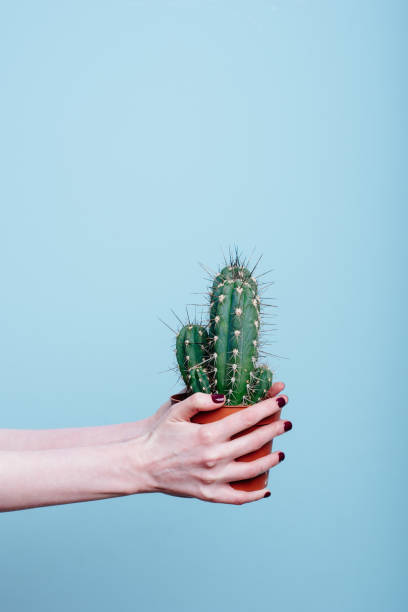 istock Cactus in a pot in the hands of a woman on a blue background. 1265044708