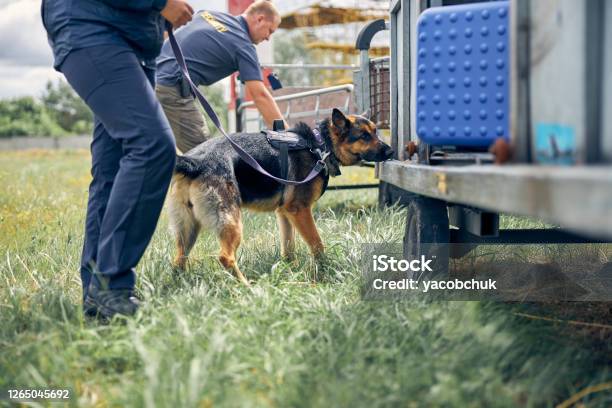 Security Guards With Dogs Checking Luggage Outdoors At Airport Stock Photo - Download Image Now