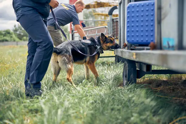 Officers with German Shepherd dogs inspecting baggage and searching for illegal drugs or explosives on the street