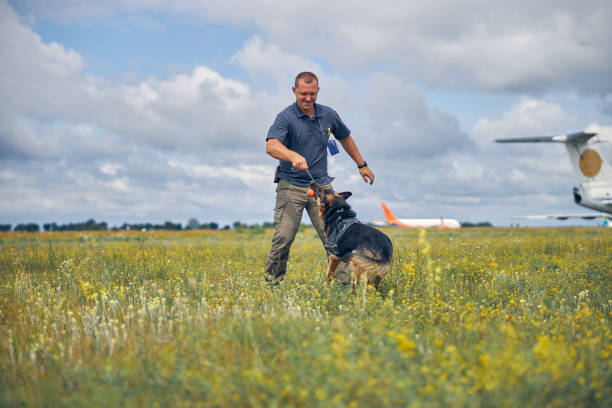 istock Cheerful officer training detection dog in grassy field 1265045696