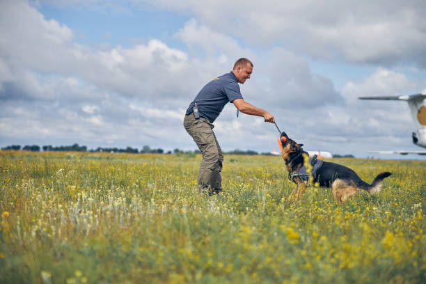 istock Male officer training detection dog in grassy field 1265045702