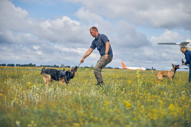 istock Officers training detection dogs in grassy field 1265045704
