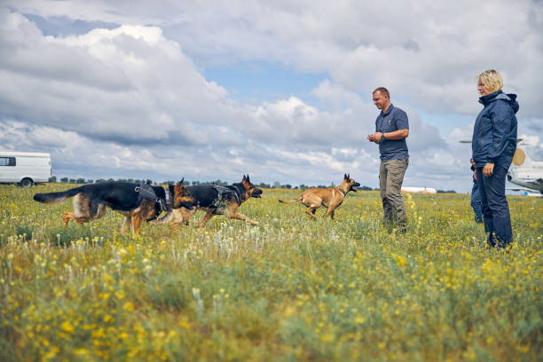 istock Detection dogs being trained to detect narcotics and explosives 1265045705