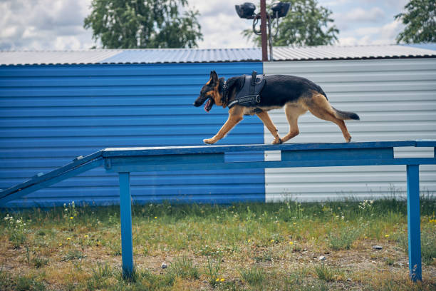 istock German Shepherd dog walking on bench outdoors 1265045740