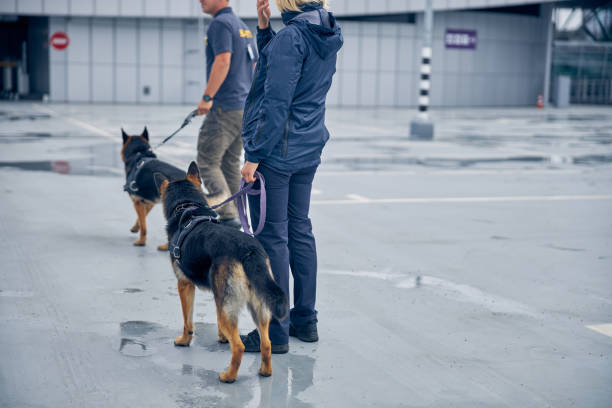 istock Security workers with dogs guarding airport territory 1265045748