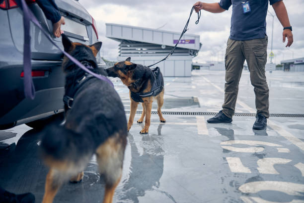 perros de detección de drogas inspeccionando el coche en el aeropuerto - border control fotos fotografías e imágenes de stock