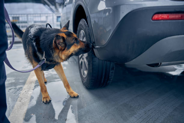 Drug detection dog sniffing car at airport stock photo