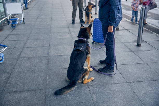 istock Drug detection dog sitting beside security officer 1265045767