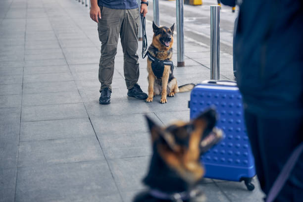 istock German Shepherd dog on duty with security officer 1265045772