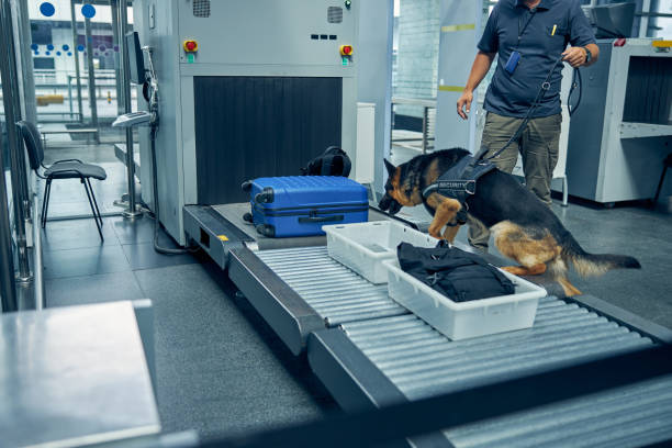 Officer and detection dog inspecting luggage in airport Male security worker and German Shepherd dog checking travel suitcase while searching for drugs or other illegal items jeff goulden border security stock pictures, royalty-free photos & images