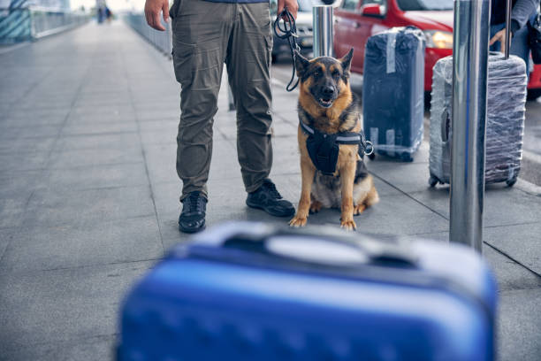 istock German Shepherd dog sitting beside male security worker 1265045778