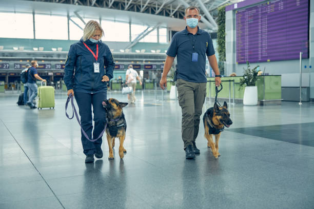 Security workers with detection dogs walking in airport terminal Male and female officers in medical masks strolling down airport terminal hall with German Shepherd dogs security staff photos stock pictures, royalty-free photos & images