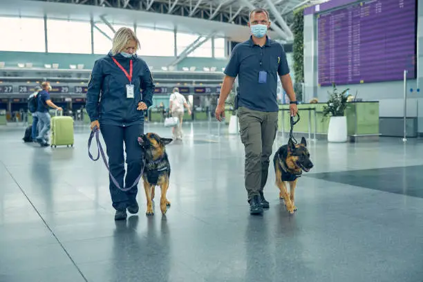 Photo of Security workers with detection dogs walking in airport terminal