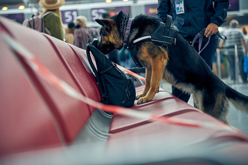 Security guard and German Shepherd dog inspecting passenger luggage in airport waiting room