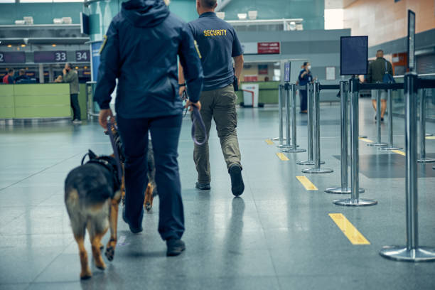 istock Security workers with German Shepherd dogs walking at airport 1265045793