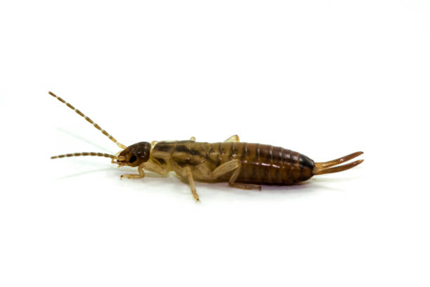 istock European earwig 1265047321