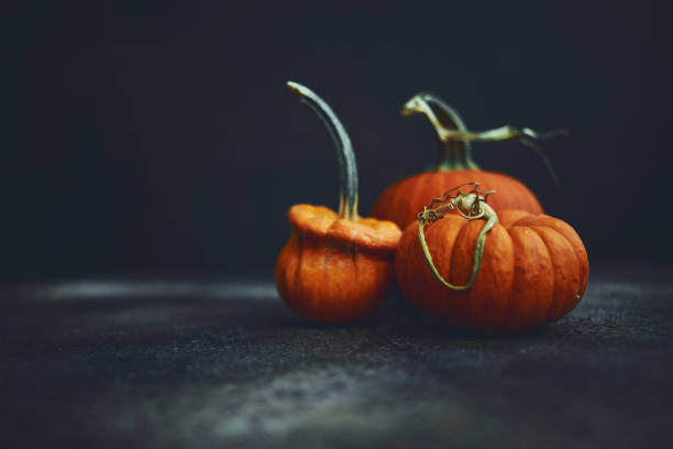 istock Halloween Thanksgiving Background with Assorted Pumpkins 1265047522