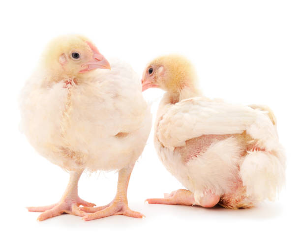 istock Two chicken or young broiler chickens. 1265047550
