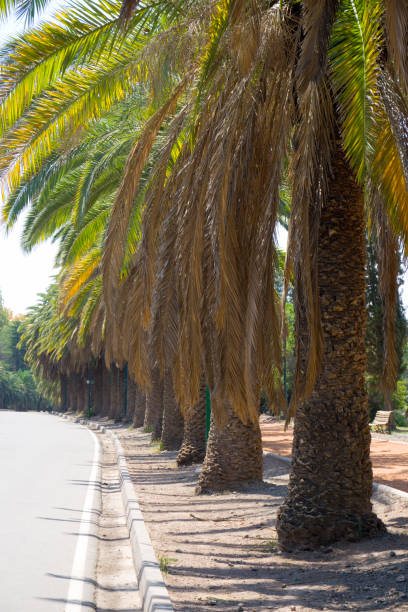 istock paved street rope border with trees, palm trees lined up 1265049427