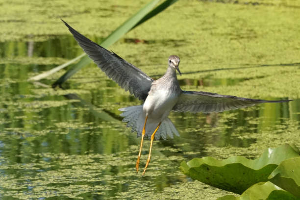 istock Greater yellowlegs in flight landing in marsh 1265052663