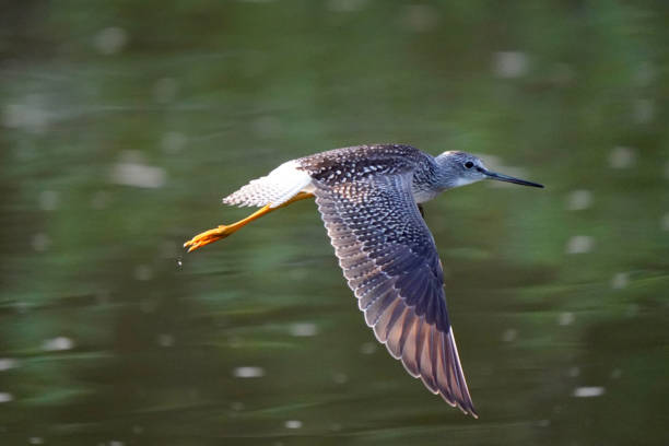 istock Greater yellowlegs in flight or looking for food 1265053243