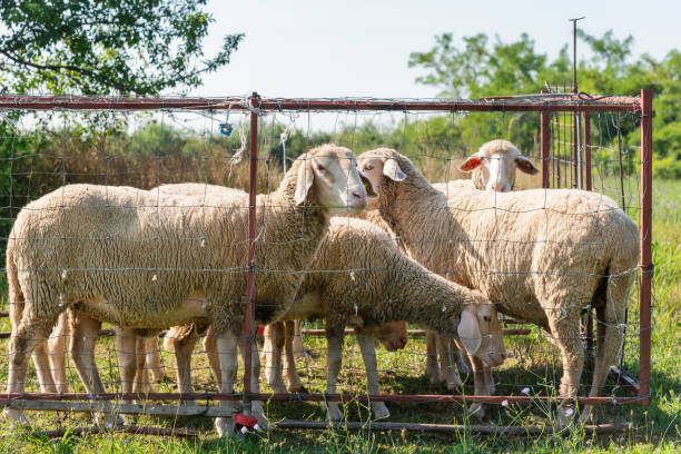istock Group of sheep with ear tags in sheepfold. Sheep graze on the grass 1265053654
