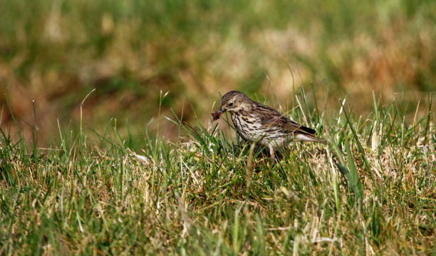 istock Meadow pipit collecting food 1265053948
