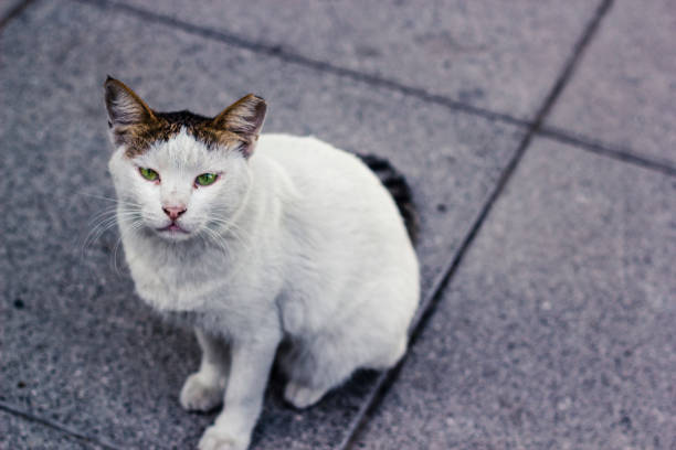 Brown and white cat with green eyes sitting on the concrete and looking into the lens.
