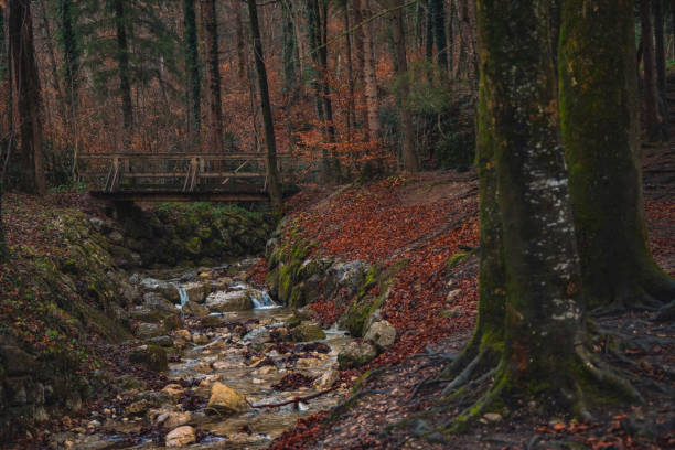 istock autumn soft focus forest nature landscape scenic view evening twilight lighting and bridge across rocky river 1265055435