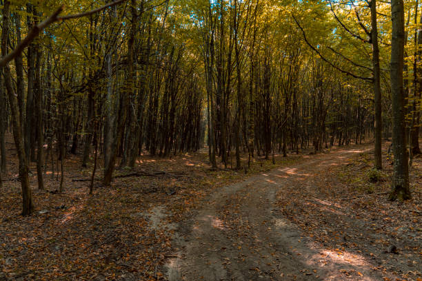 autumn forest September scenic view without people and with dirt trail path way