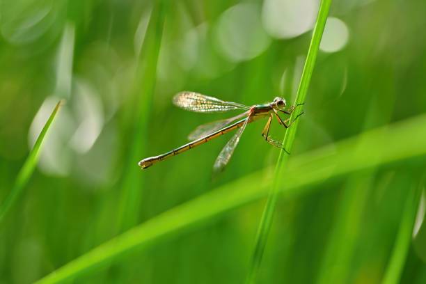 schöne libelle. makro-aufnahme der natur. libellula depressa. insekten aus nächster nähe. - bodied stock-fotos und bilder