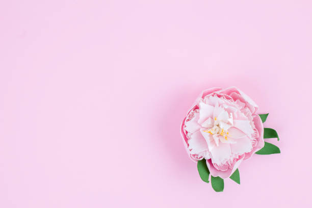 istock Soft pink peony on a pink lavender  background. 1265056362