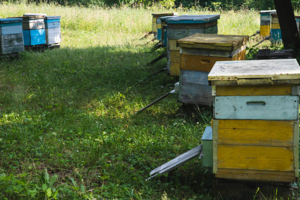 istock Bee apiary with beehives. A beehive from a tree stands in an apiary 1265056602