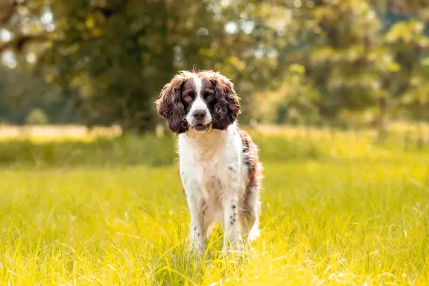 Münsterlander or English Springer spaniel dog looking forward standing in green grass in the sun