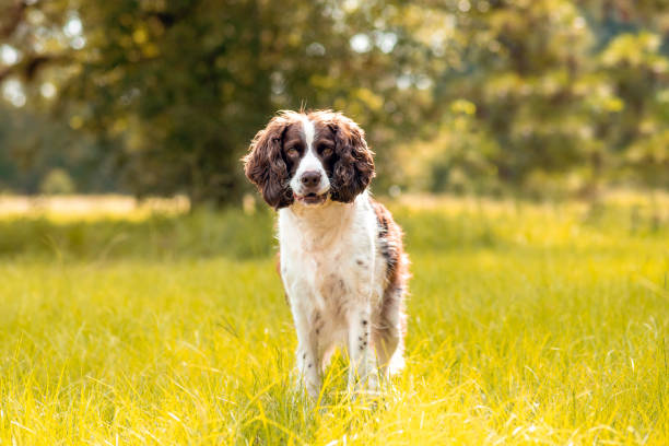 münsterlander or english springer spaniel - springer spaniel dog pets animal imagens e fotografias de stock