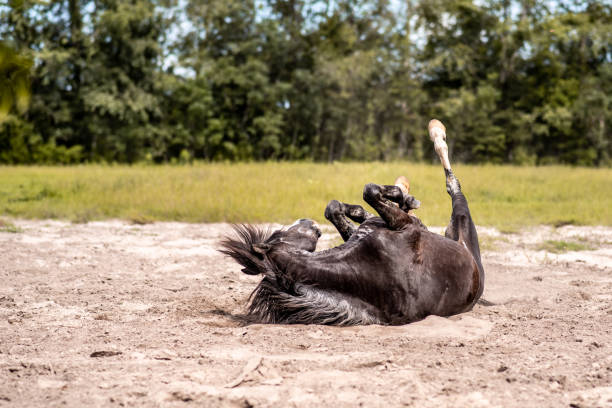 Black and white horse rolling