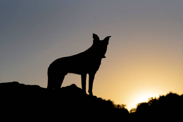 istock Beautiful Border Collie mix 1265058608
