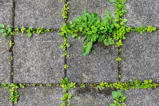 seamless top view of weeds between neglected, concrete tiles texture