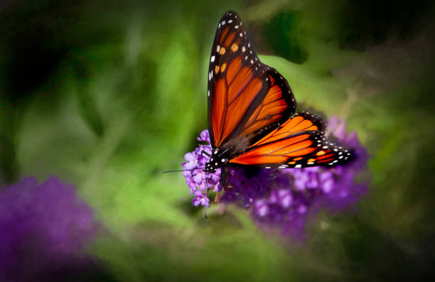 istock Monarch Butterfly  (Danaus plexippus) on Butterfly Bush 1265060482