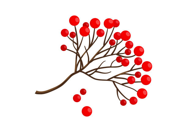 rote rowan beerenzweig symbol, winterpflanze isoliert auf weißem hintergrund. vektor - hawthorn berry fruit plant autumn stock-grafiken, -clipart, -cartoons und -symbole