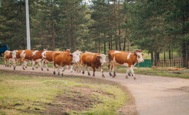 istock Ahead of the herd 1265062107