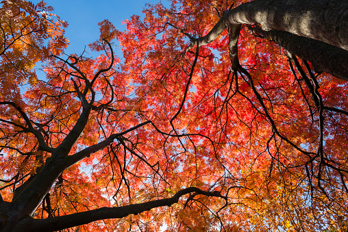 Sugar Maple treetop leaves orange and yellow during Autumn in Ohio, USA. Blue sky.