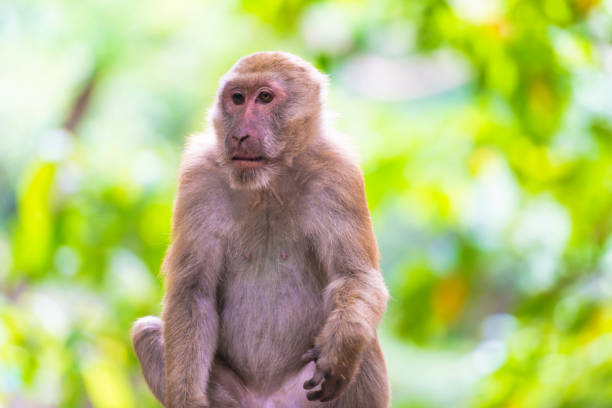 istock Male cute monkey sitting on a rock 1265062305