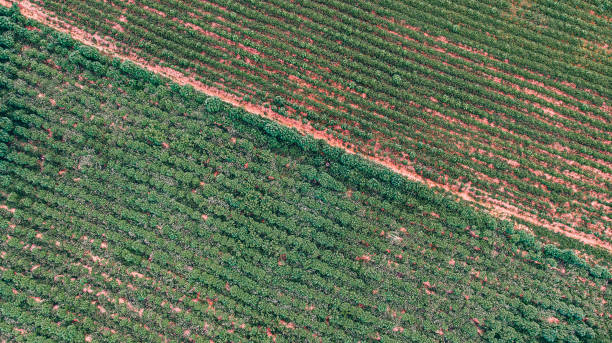 istock Aerial view of a cassava fields 1265062661
